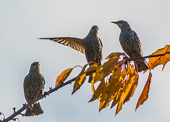 Vogel der den Weg weist